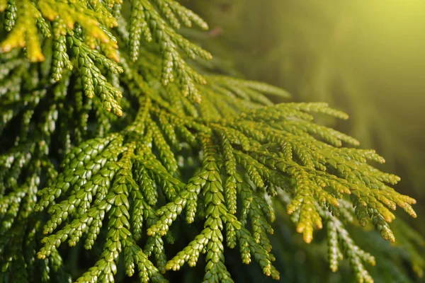 Close Green Young Branch Juniper — Stock Photo, Image