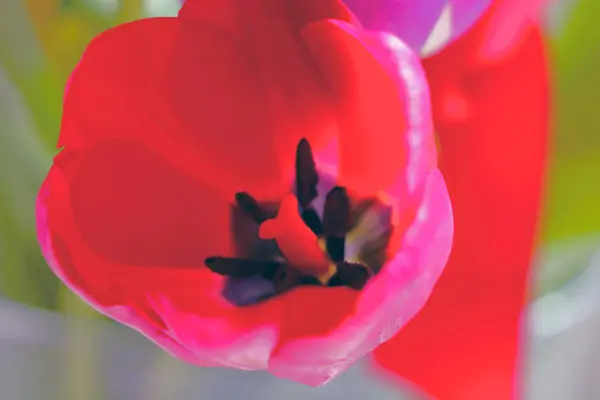 Vue Dessus Une Tulipe Fleurs — Photo