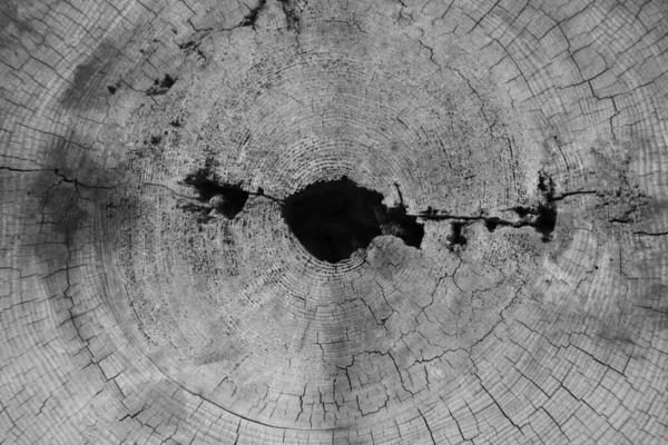Bir Ağacın Üst Görünümü Arkaplan Ahşap Doku — Stok fotoğraf