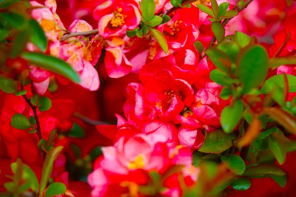 Bella Rosa Fiorita Giardino Profumo Profumato Nel Parco Durante Fioritura — Foto Stock