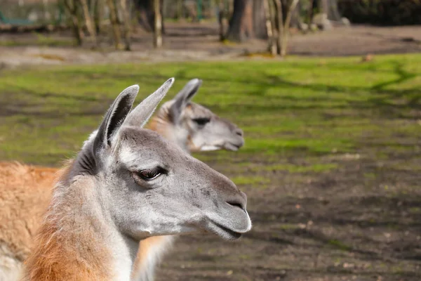 Parktaki Güzel Lamalara Yakından Bakın — Stok fotoğraf