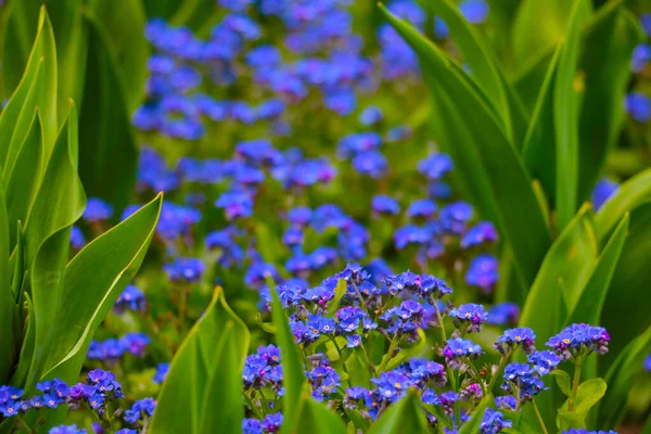 Vackra Blommande Fleråriga Blå Blommor Ängen — Stockfoto