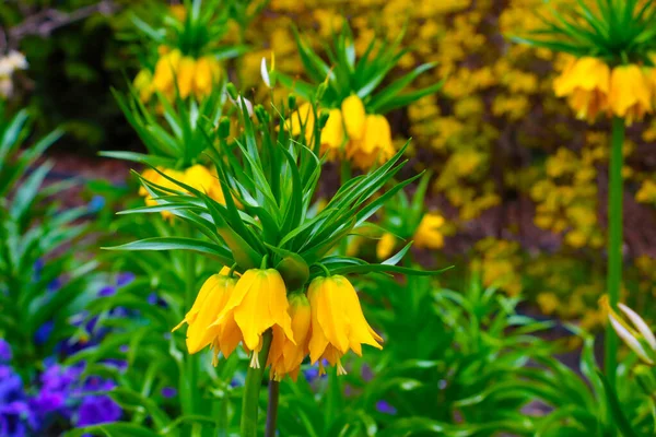 Bonita Vista Del Urogallo Amarillo Avellano Imperial Que Florece Parque — Foto de Stock