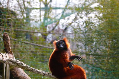 Hayvan parkında bir lemura yakın çekim
