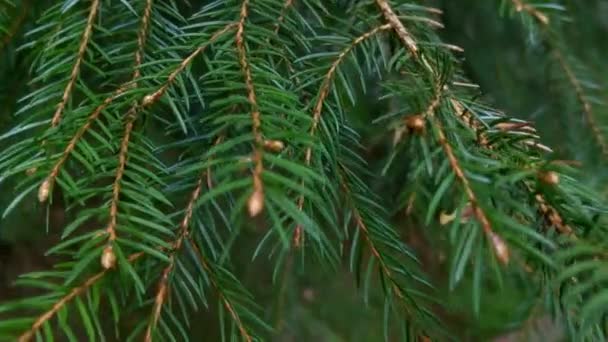 Een Jonge Groene Tak Van Een Dennenboom Zwaait Wind — Stockvideo