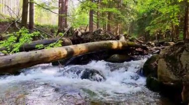 Nehir ormandaki taşların üzerinden ve devrilmiş bir ağacın içinden akar.