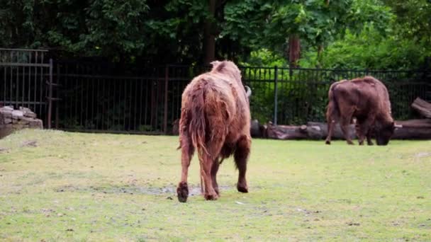 Primer Plano Bisonte Caminando Parque Animales Primavera Después Invernada — Vídeo de stock