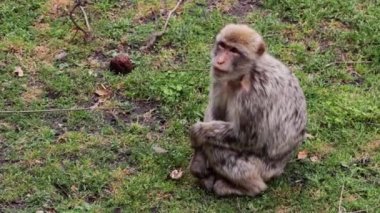 Bir maymun çimenlerde oturur ve yemek çiğner.
