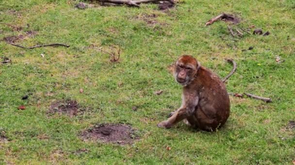 Gros Plan Singe Assis Sur Herbe — Video