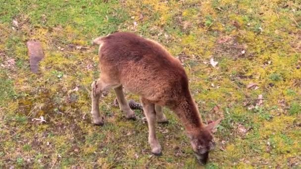 動物園で草を食べる小鹿の頭上からの眺め — ストック動画