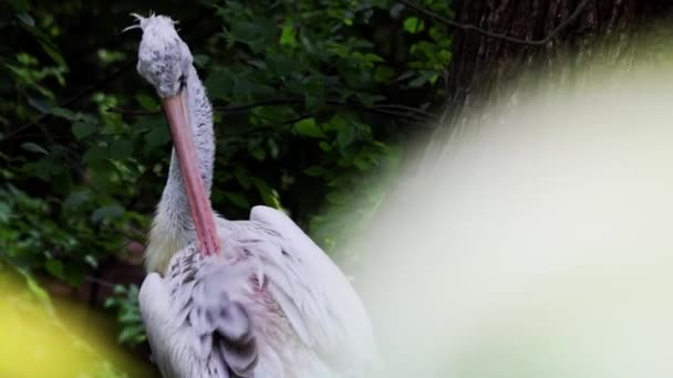 Detailní Záběr Dospělého Pelikána Čistícího Peří Parku — Stock video