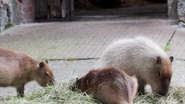 Primer Plano Kapybara Parque Para Animales — Vídeos de Stock