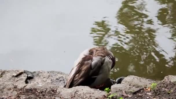 アヒルは湖の岸に座って羽をきれいにします — ストック動画