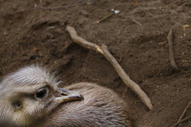 Arka plan bulanık. Odaklanamıyorum. Devekuşu yakın plan