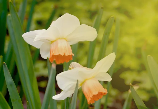 Kvetoucí Narcisy Zahradě Při Západu Slunce — Stock fotografie
