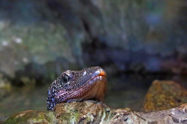 Close Lagarto Monitor Uma Pedra Parque — Fotografia de Stock