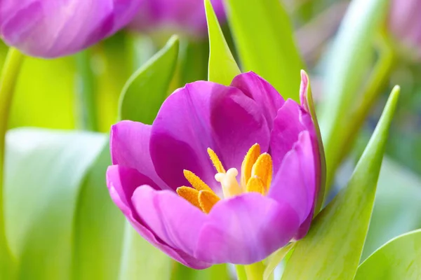 Gros Plan Sur Une Tulipe Parfumée Fleurs Fleurs Fraîches — Photo