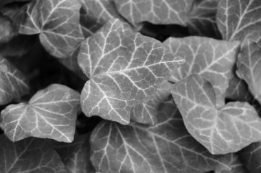 Bulanık arkaplan, bulanık odak, siyah beyaz fotoğraf, çalıların ya da çiçeklerin taze yapraklarının dokusu