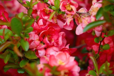 Parkta çiçek açan genç güllerin güzel çalıları. Çiçeklerin güzel kokusu.