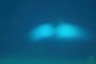 Odaklanamıyorum. Arka plan bulanık. Sudaki büyük bir balinanın kuyruğu.