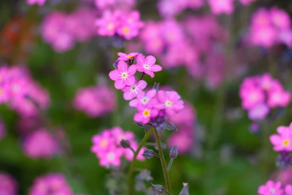 Belles Fleurs Vivaces Fleurissent Dans Prairie Été — Photo