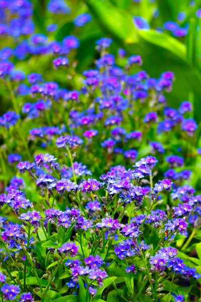 Vackra Blå Perenna Blommor Sommarparken — Stockfoto