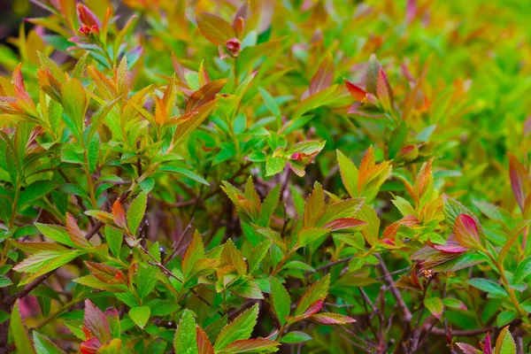 日没時の夏に公園内の若い緑の茂みの眺め — ストック写真