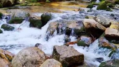 Ormandaki taşların üzerinden küçük bir nehir akıyor.