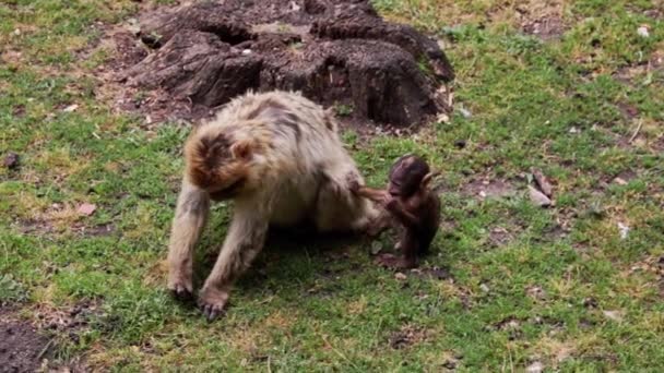 赤ん坊のサルは草の上を歩く母親に飛び乗る — ストック動画