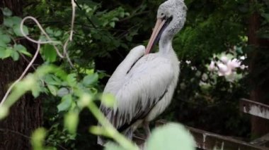 Bir pelikan dala oturur ve tüylerini temizler.