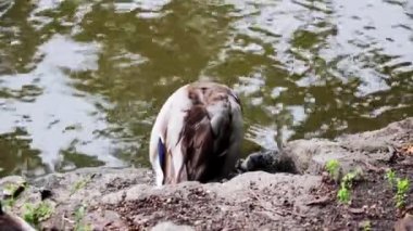 Bir ördek gölün veya nehrin kıyısında duruyor, tüylerini temizliyor ve su içiyor.