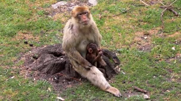 猿の腕の上に子がいて食べ物を食べる — ストック動画