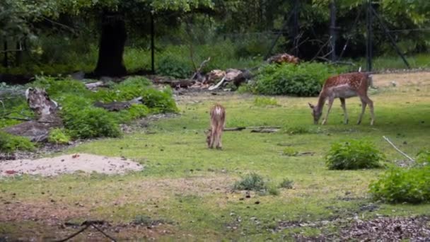 Ein Sikahirsch Mit Einem Jungtier Geht Auf Einer Lichtung Spazieren — Stockvideo