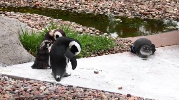 Pingouins Brossent Leurs Plumes Sur Rivage Réservoir — Video