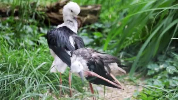 Borsta Deras Fjädrar Med Svartvingad Stylta — Stockvideo