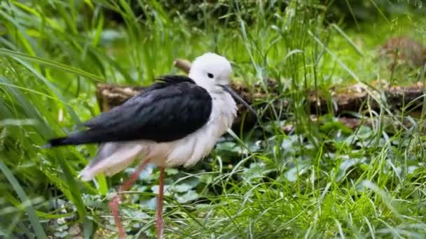 Een Zwart Wit Vogeltje Staat Het Gras Reinigt Veren — Stockvideo