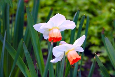 Parktaki çiçek açan nergile yakın plan.