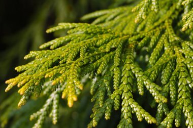 Yaz parkında ardıç ağacının genç yeşil dalı