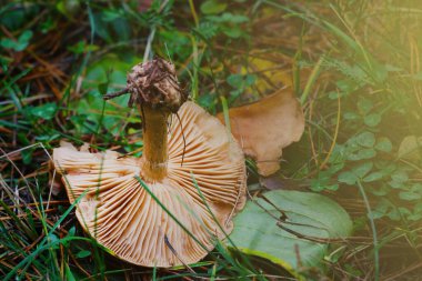 Çimlerin üzerinde ormanda bir mantar yatıyor. Sonbaharda hasat.