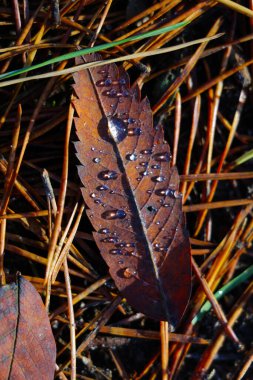 Sonbaharda çimenlerin üzerinde bir damla çiğ ile sarı bir yaprak uzanır.