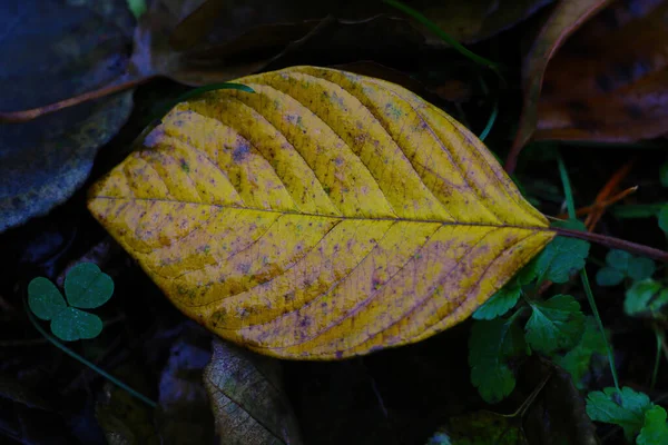 Caduto Ingiallito Foglia Gialla Bagnata Trova Nell Erba Nella Foresta — Foto Stock