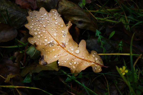 Sonbaharda Çimenlere Düşen Suyla Sararmış Yaprak — Stok fotoğraf