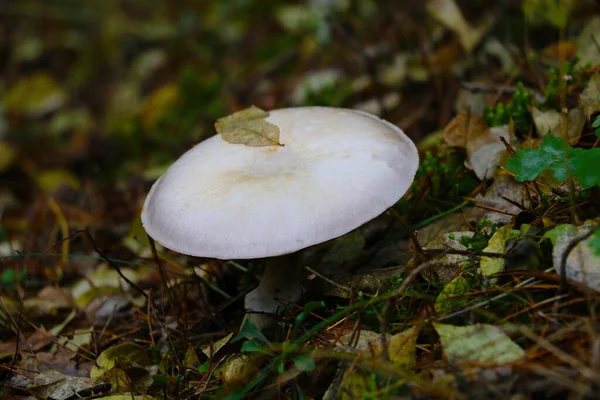 Beautiful Light Colored Mushroom Grows Clearing Forest Autumn — Stock Photo, Image