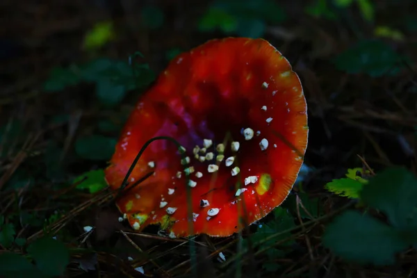 Desfocado Amanita Cresce Floresta Close Outono — Fotografia de Stock