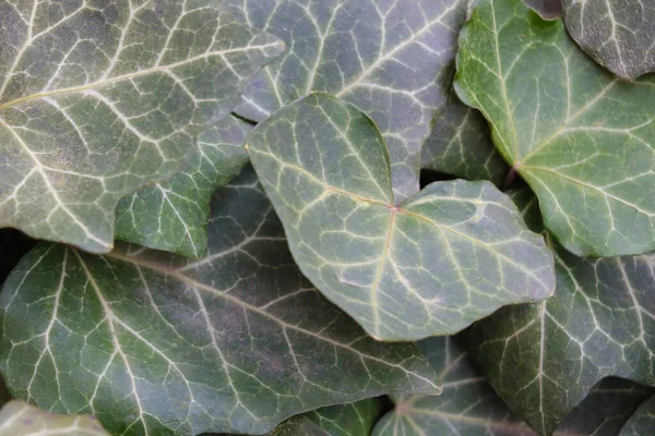 Textuur Van Groene Bladeren Van Een Plant Bloemen Tuin — Stockfoto