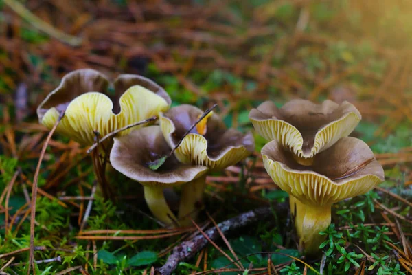 Primer Plano Los Hongos Jóvenes Crecimiento Bosque — Foto de Stock