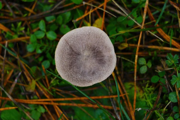 Top View Gray Mushroom Growing Forest Autumn — Stock Photo, Image