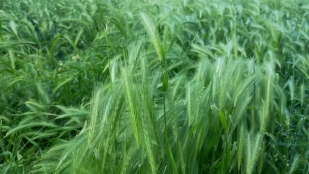 View Young Green Ears Barley Swaying Wind — Stock Video