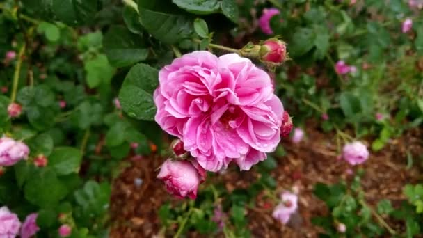 Uma Vista Uma Rosa Perfumada Florescendo Parque Jardim Após Chuva — Vídeo de Stock