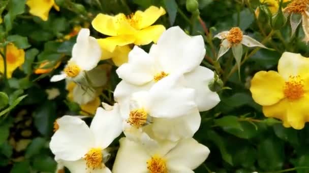 Floreciente Rosa Balancea Viento Jardín — Vídeos de Stock
